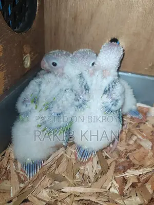 Conure Bird - Conure Baby