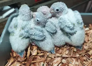 Conure Bird - Conure Baby