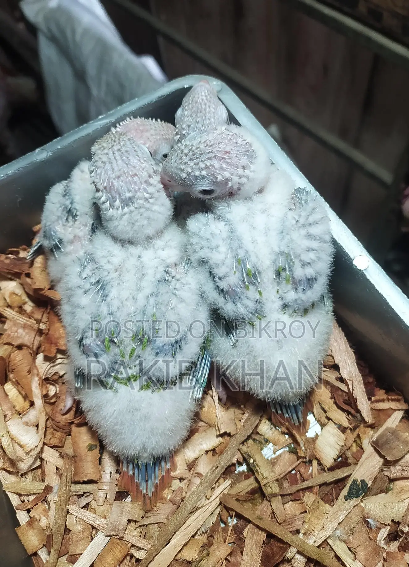 Conure Bird - Conure Baby