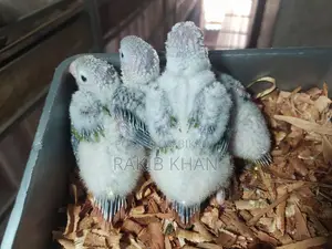 Conure Bird - Conure Baby