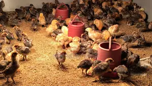 A-Grade Tiger Chicken Zero Chicks for Sale