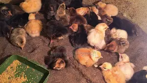 A-Grade Tiger Chicken Zero Chicks for Sale