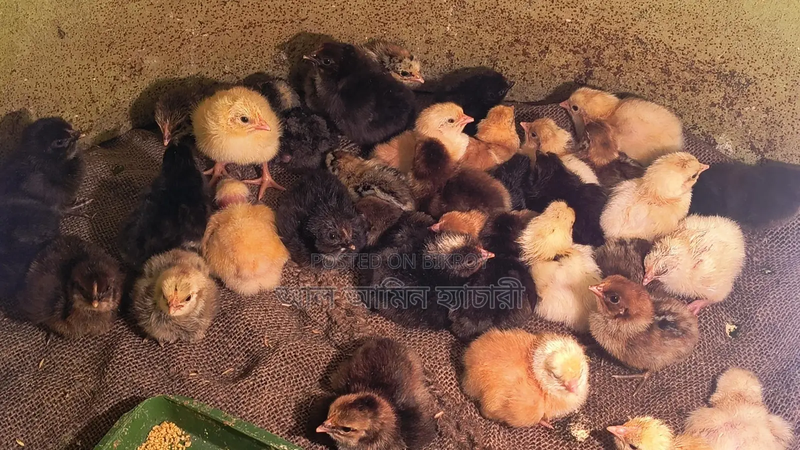 A-Grade Tiger Chicken Zero Chicks for Sale