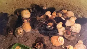 A-Grade Tiger Chicken Zero Chicks for Sale