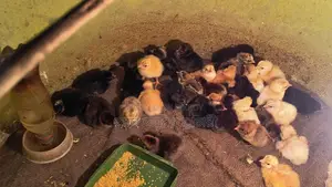 A-Grade Tiger Chicken Zero Chicks for Sale