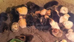 এগ্রেটের টাইগার মুরগির জিরো বাচ্চা বিক্রি করা হবে