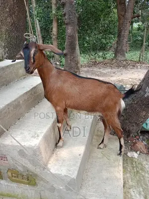 Ram Goat Crossbreed