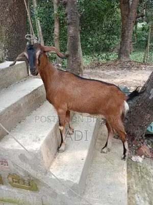 Ram Goat Crossbreed