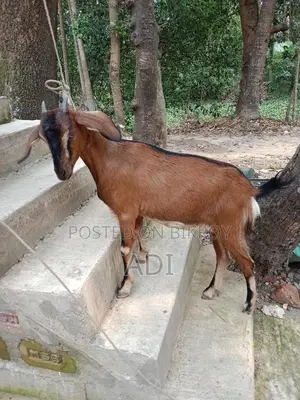 Ram Goat Crossbreed