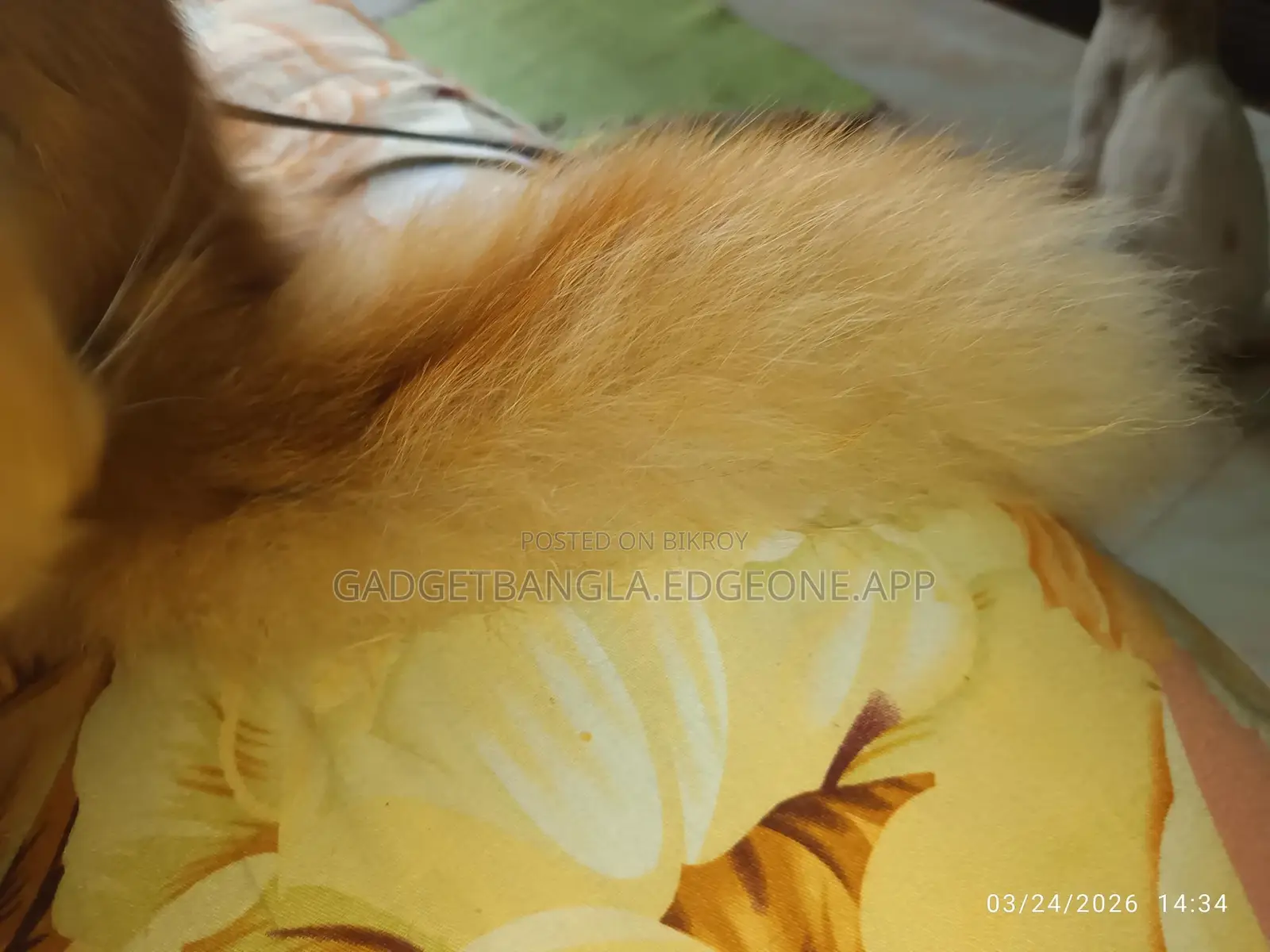 Healthy Persian Cat (Male) – Breeding Service