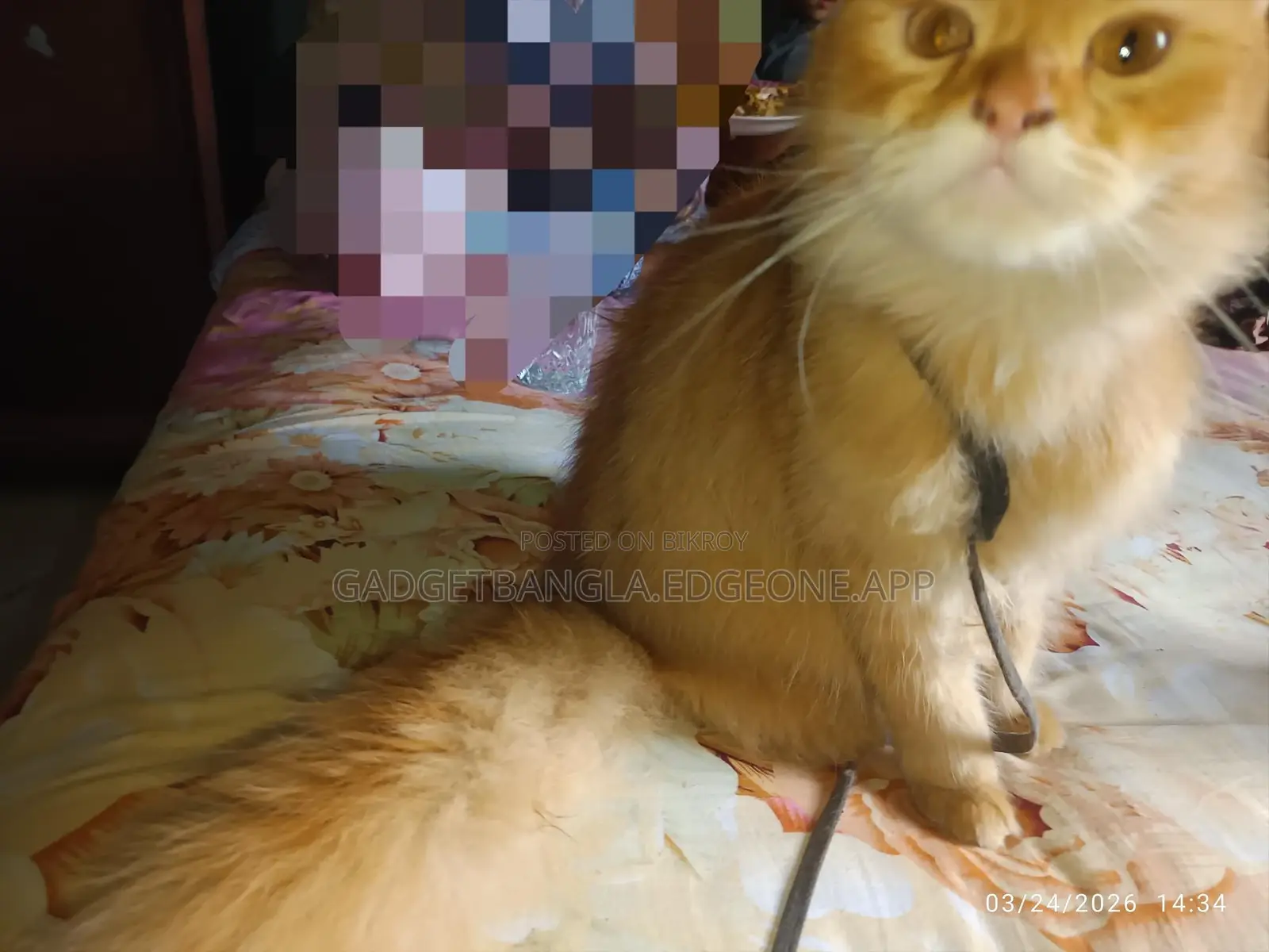 Healthy Persian Cat (Male) – Breeding Service