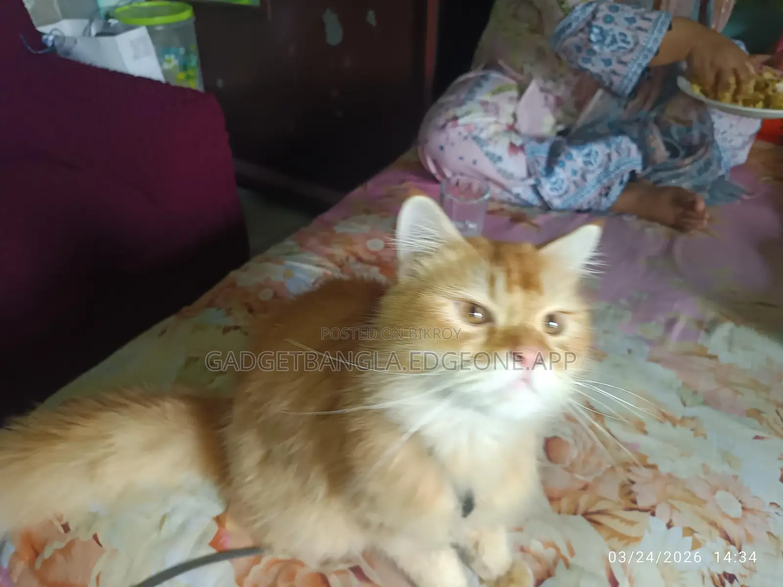Healthy Persian Cat (Male) – Breeding Service
