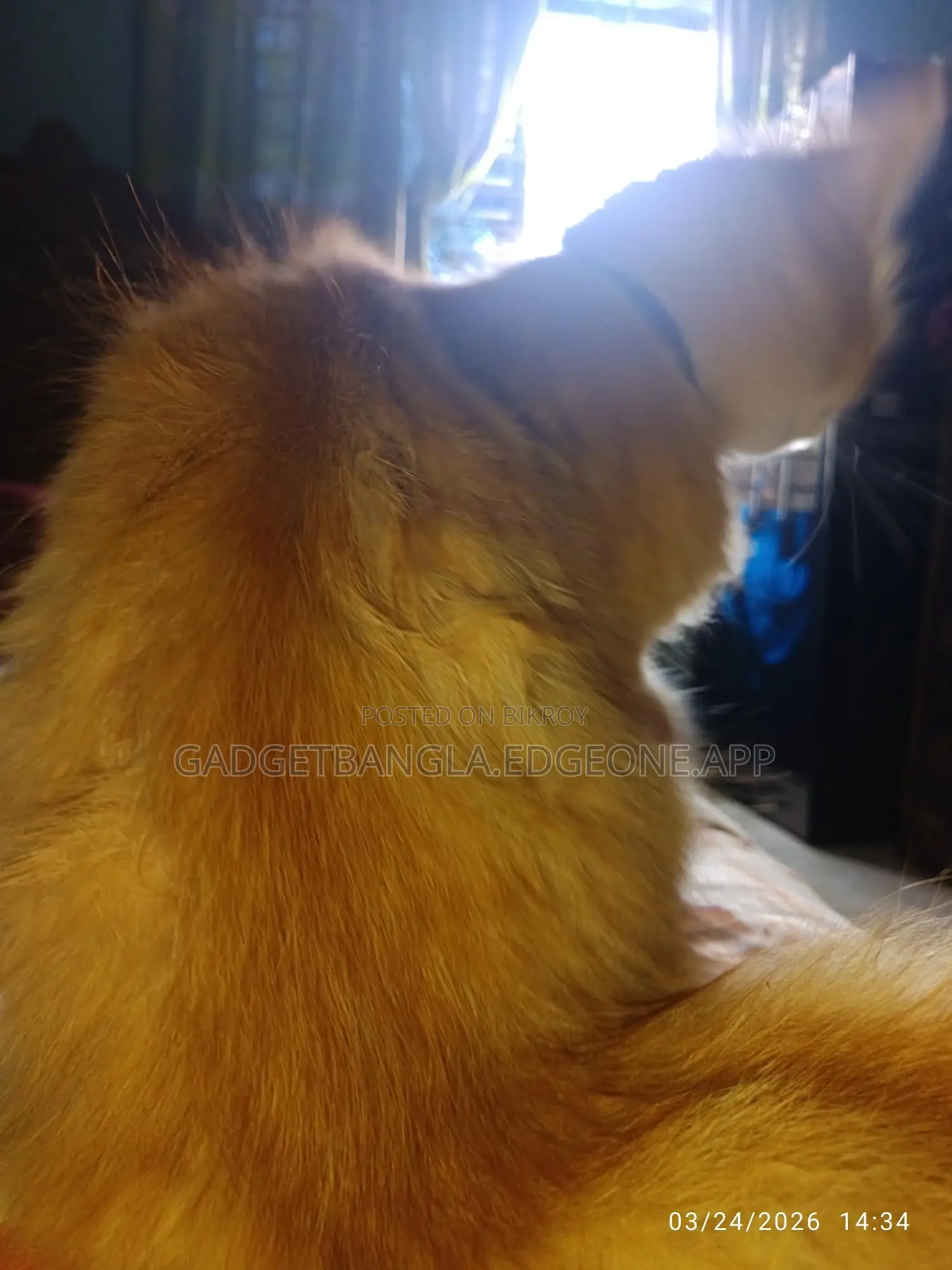 Healthy Persian Cat (Male) – Breeding Service
