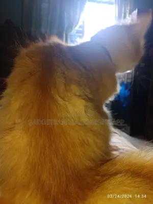 Healthy Persian Cat (Male) – Breeding Service