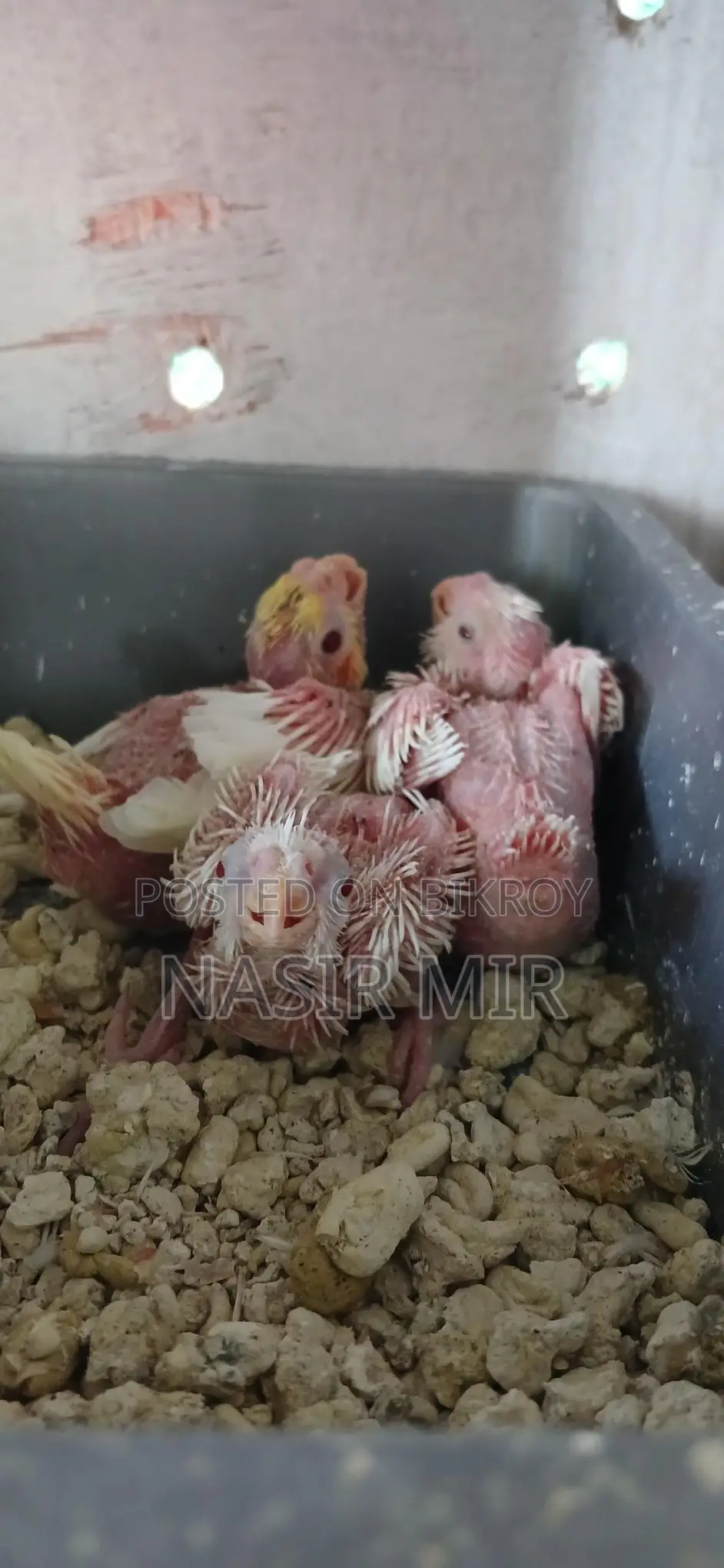 Running Albino Cockatiels for Sale