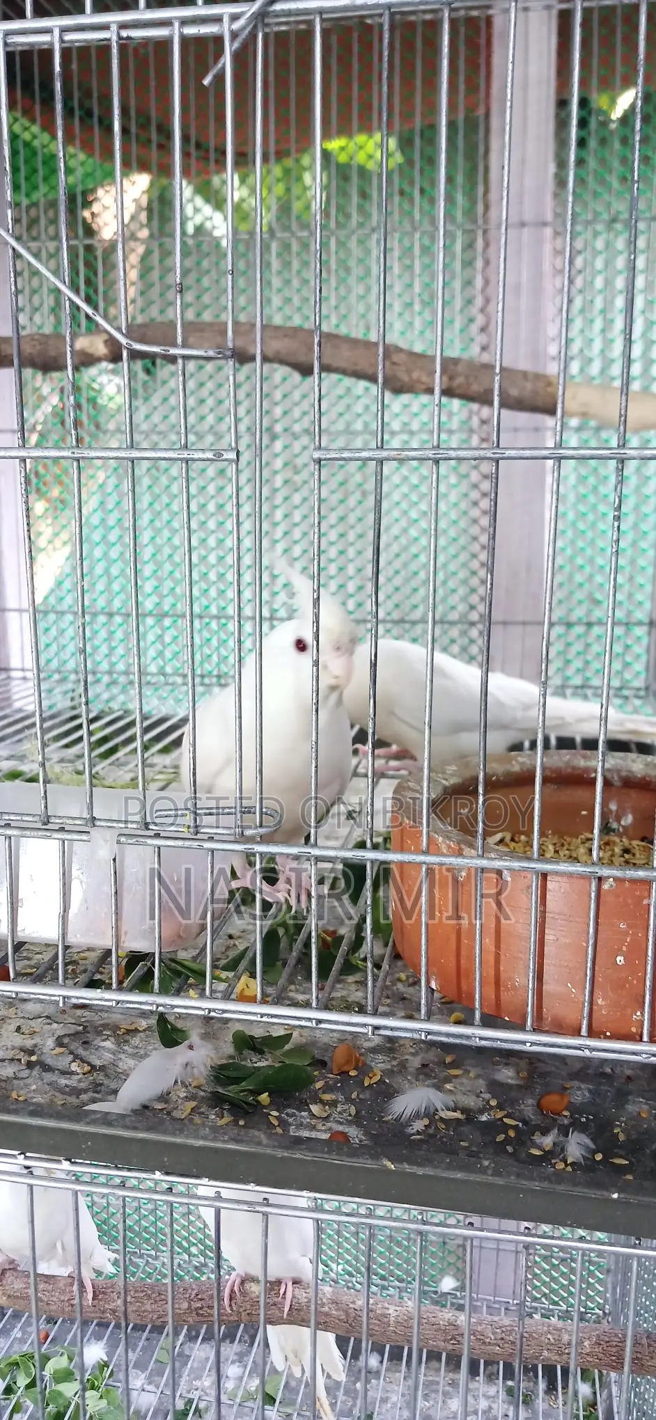 Running Albino Cockatiels for Sale