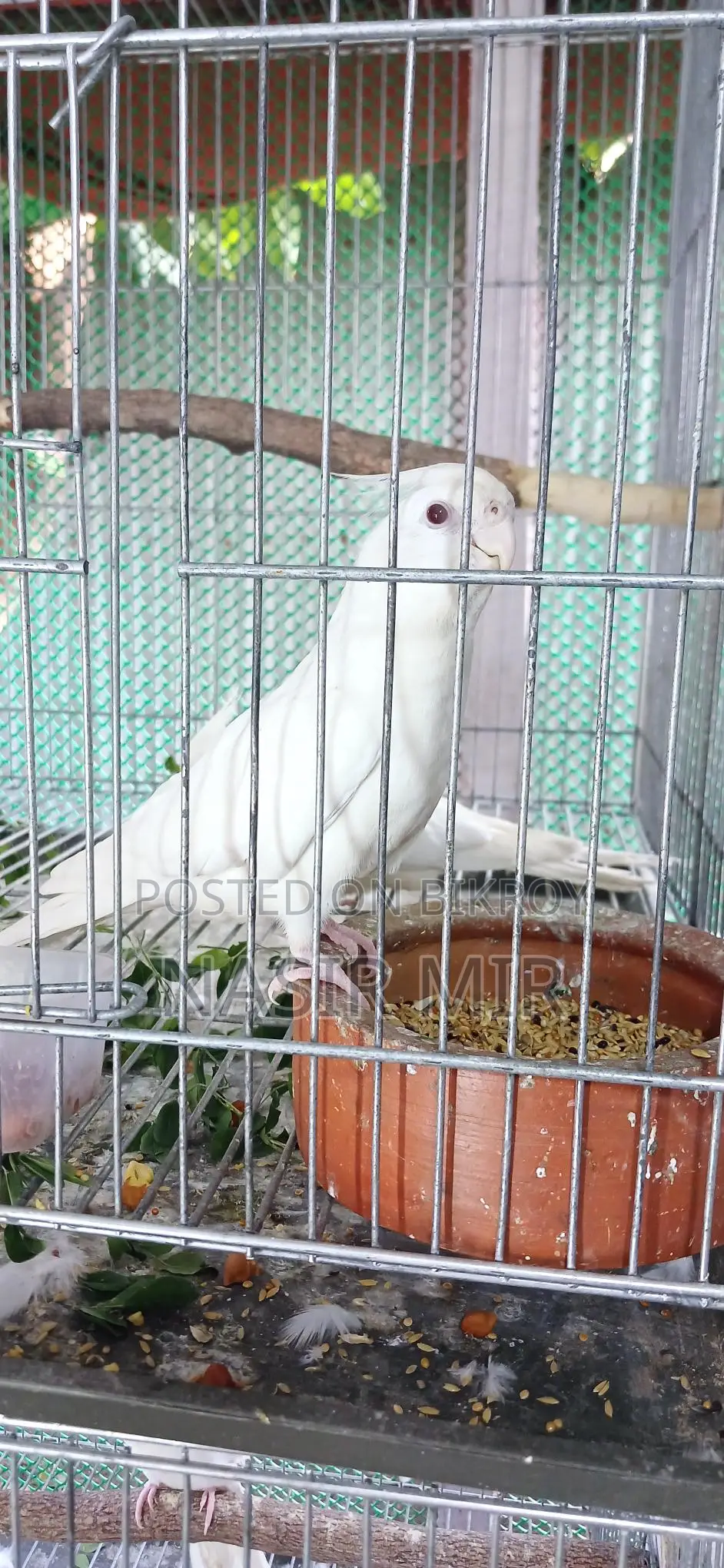 Running Albino Cockatiels for Sale