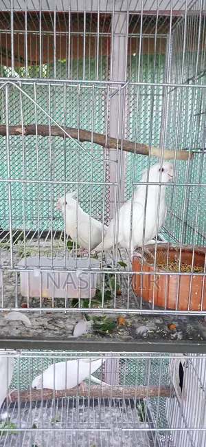 Running Albino Cockatiels for Sale