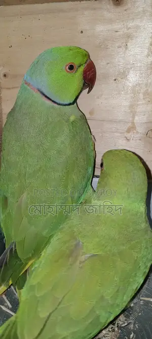 ইন্ডিয়ান টিয়া পাখি