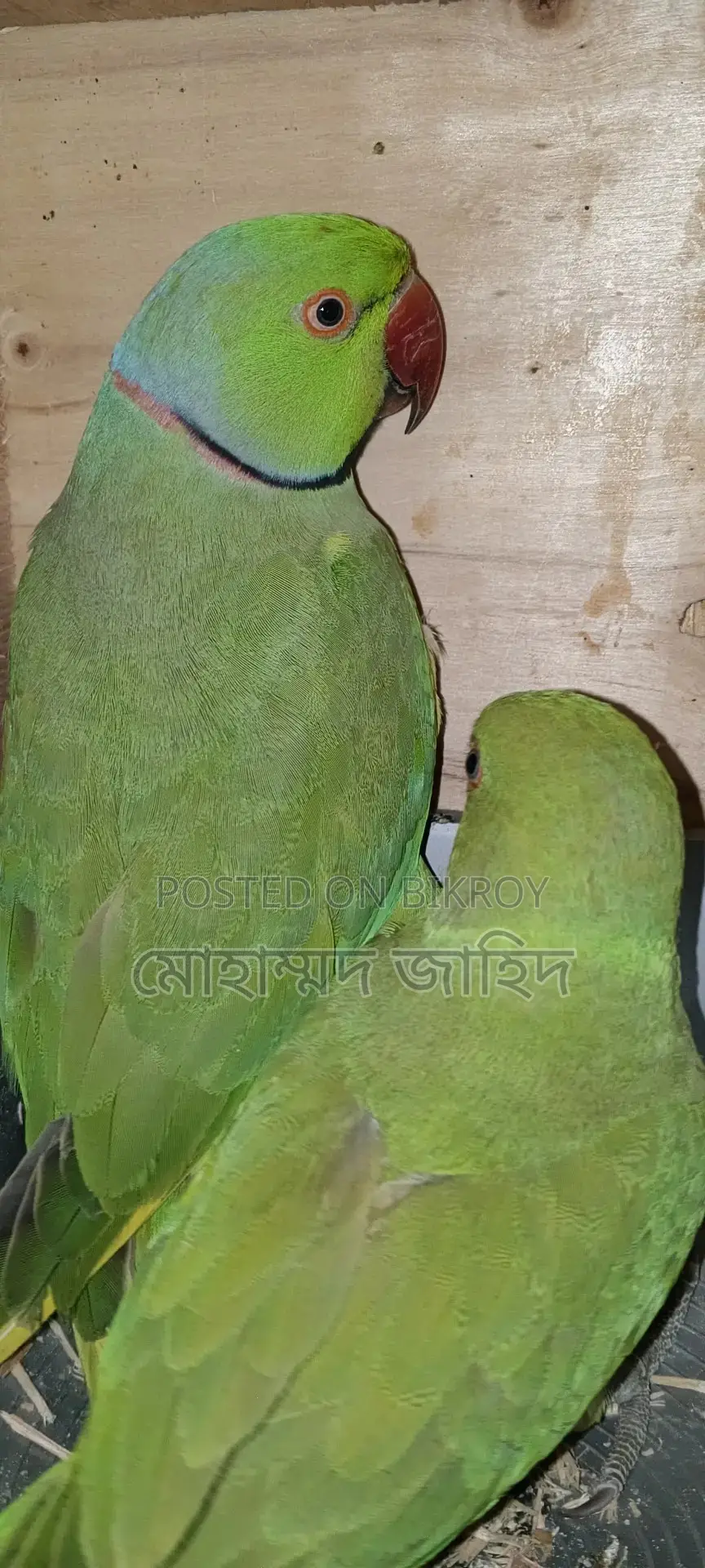 ইন্ডিয়ান টিয়া পাখি