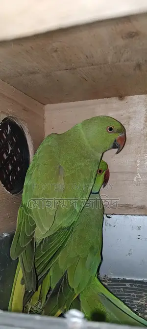 ইন্ডিয়ান টিয়া পাখি