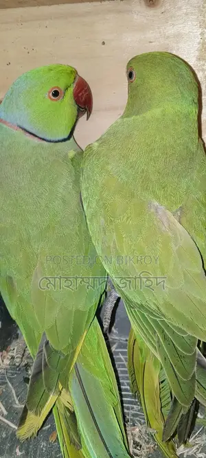 ইন্ডিয়ান টিয়া পাখি