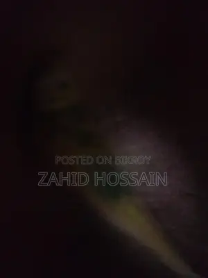 বাজিরিকা