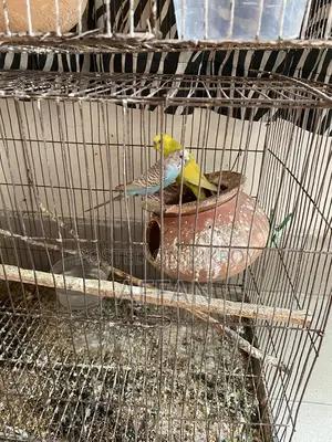 Budgerigar Bird