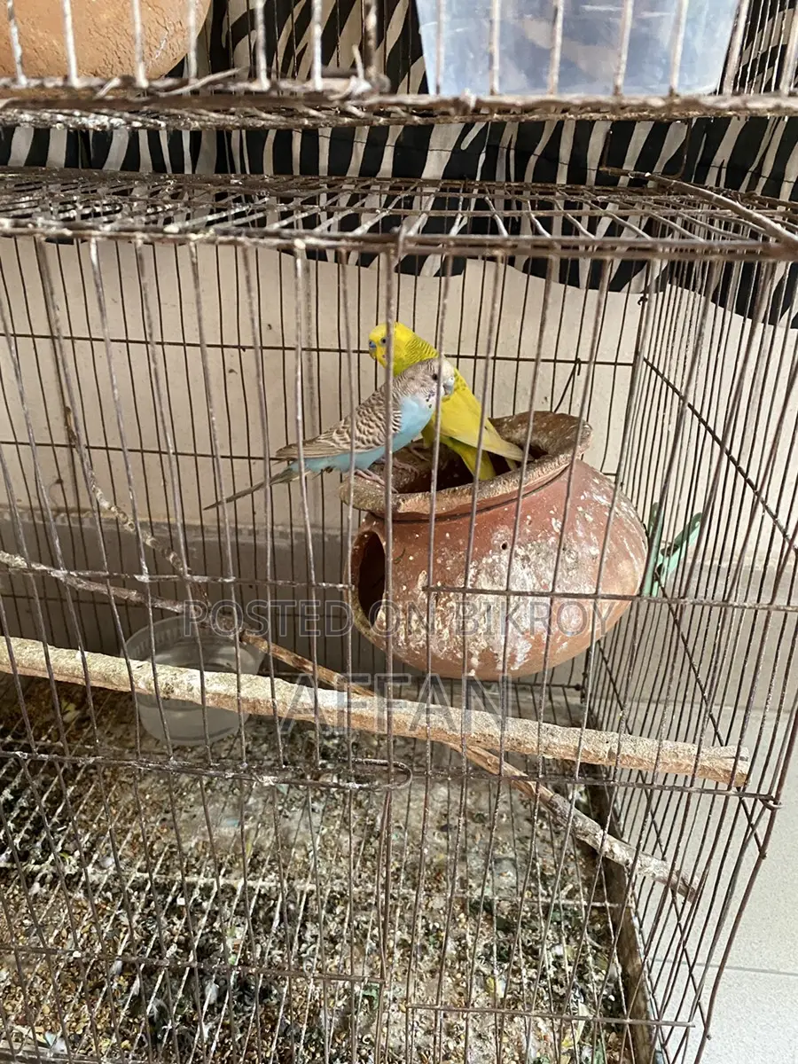Budgerigar Bird