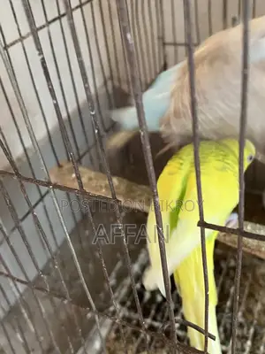 Budgerigar Bird