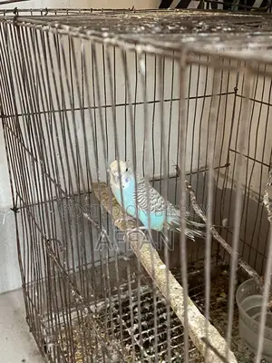 Budgerigar Bird