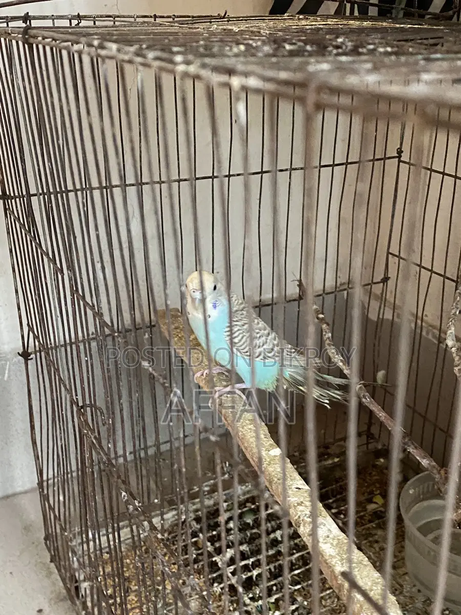 Budgerigar Bird