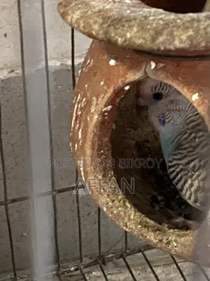 Budgerigar Bird