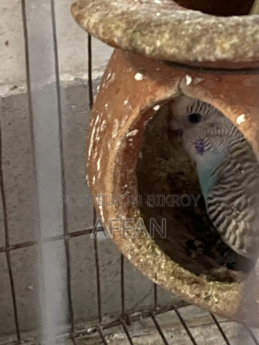 Budgerigar Bird