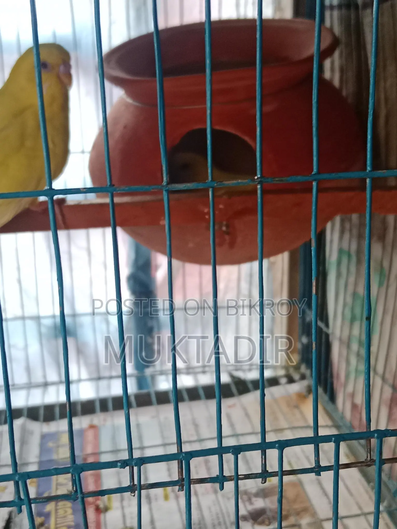 লুটিনো রানিং পেয়ার