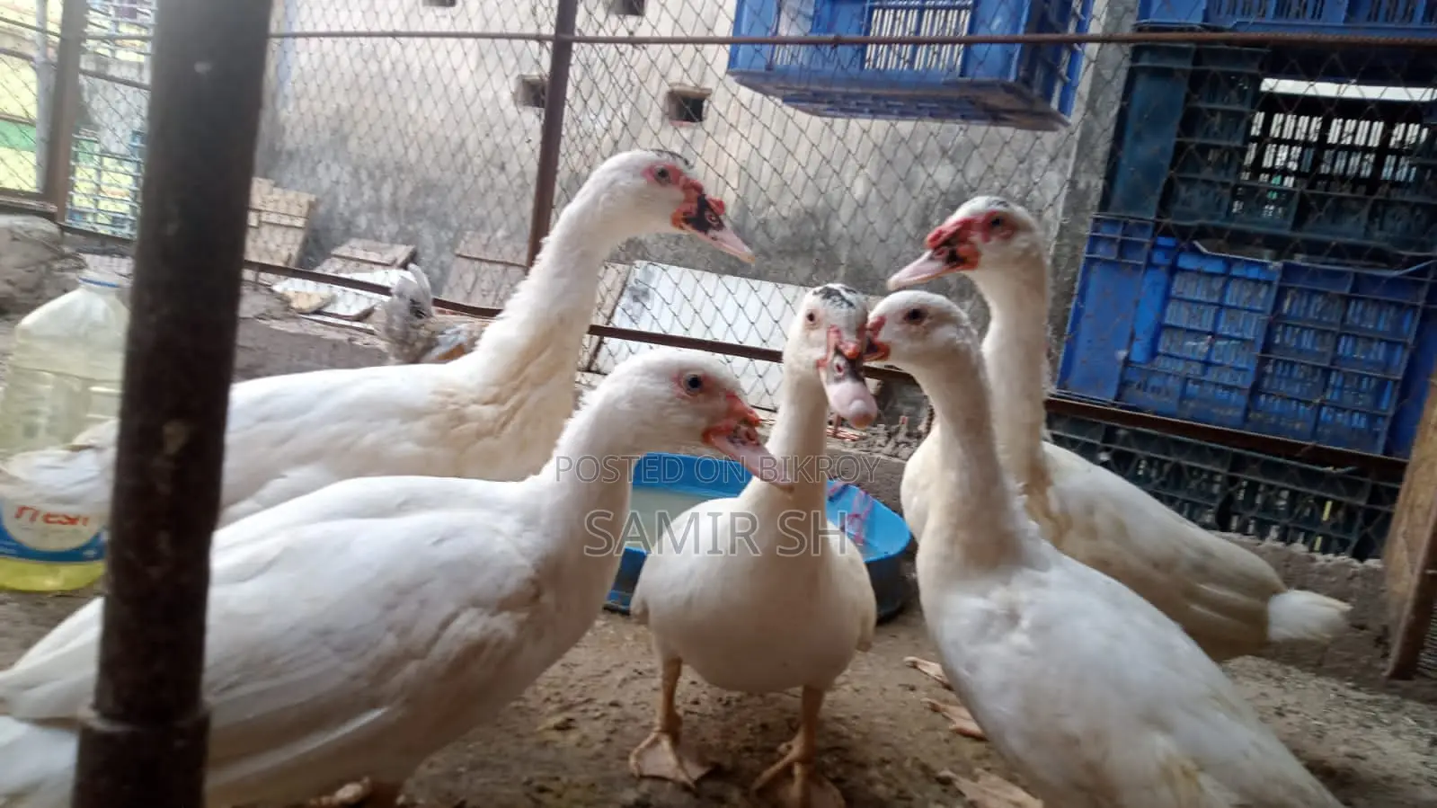 Large breed white Chinese ducks