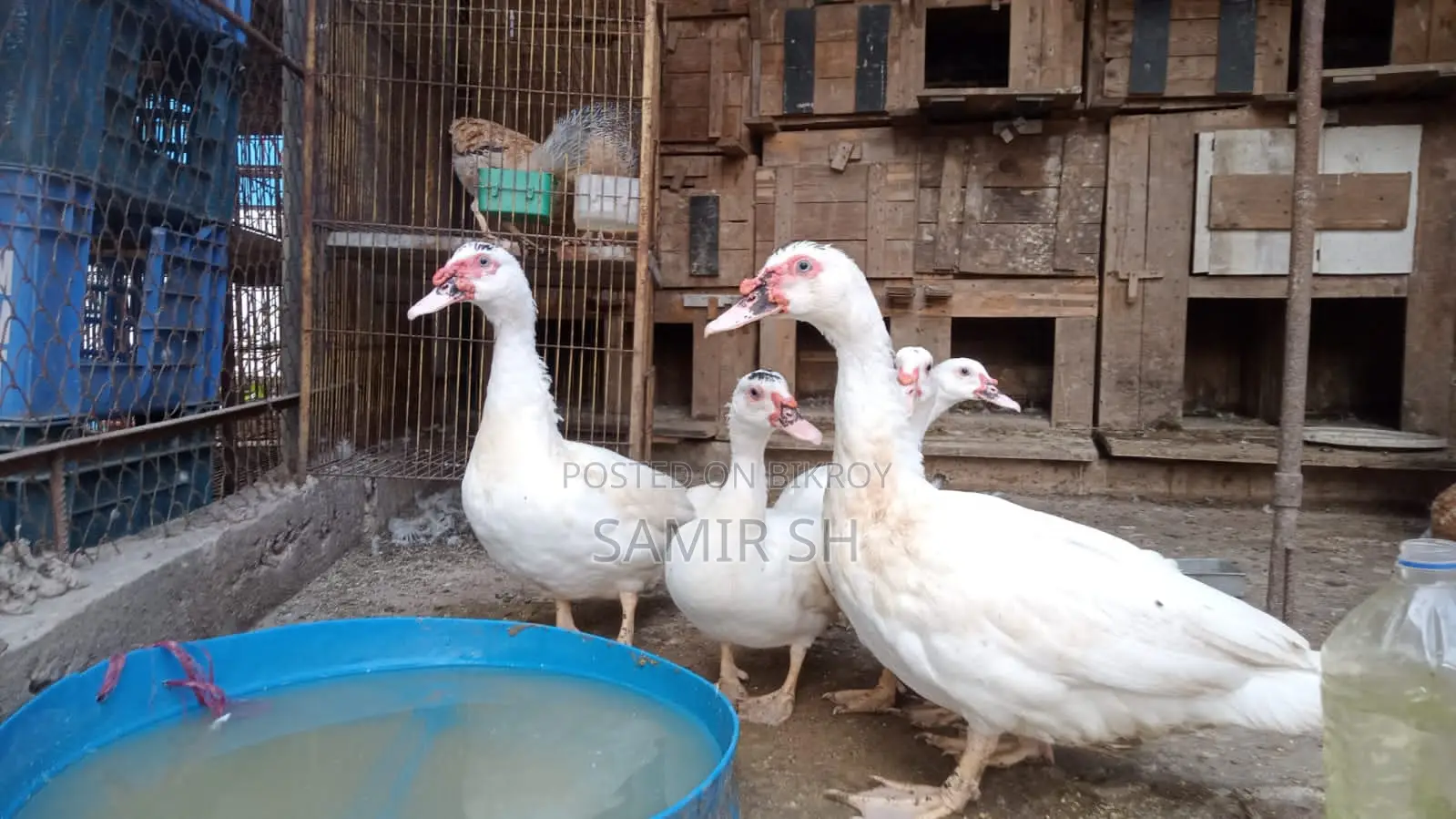 Large breed white Chinese ducks