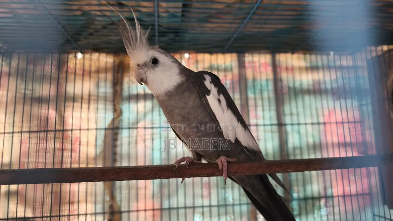 কোকাটেল ব্রিডিং পেয়ার।