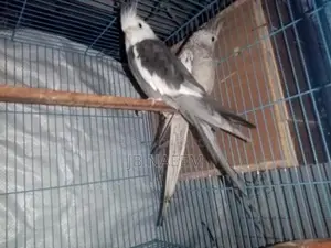 কোকাটেল ব্রিডিং পেয়ার।