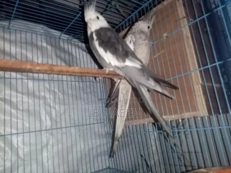 কোকাটেল ব্রিডিং পেয়ার।