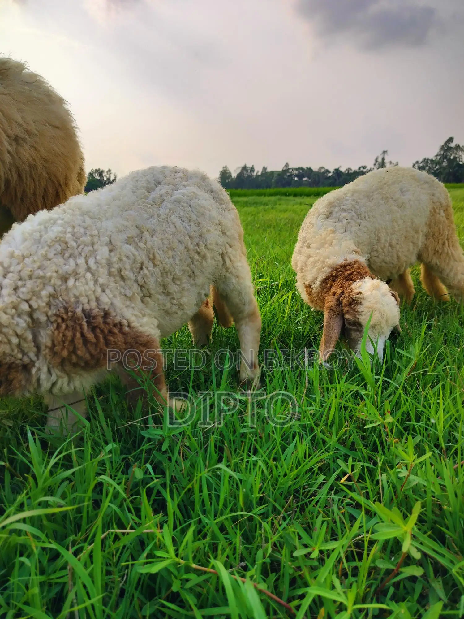 Sheep Lambs