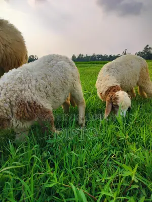 Sheep Lambs