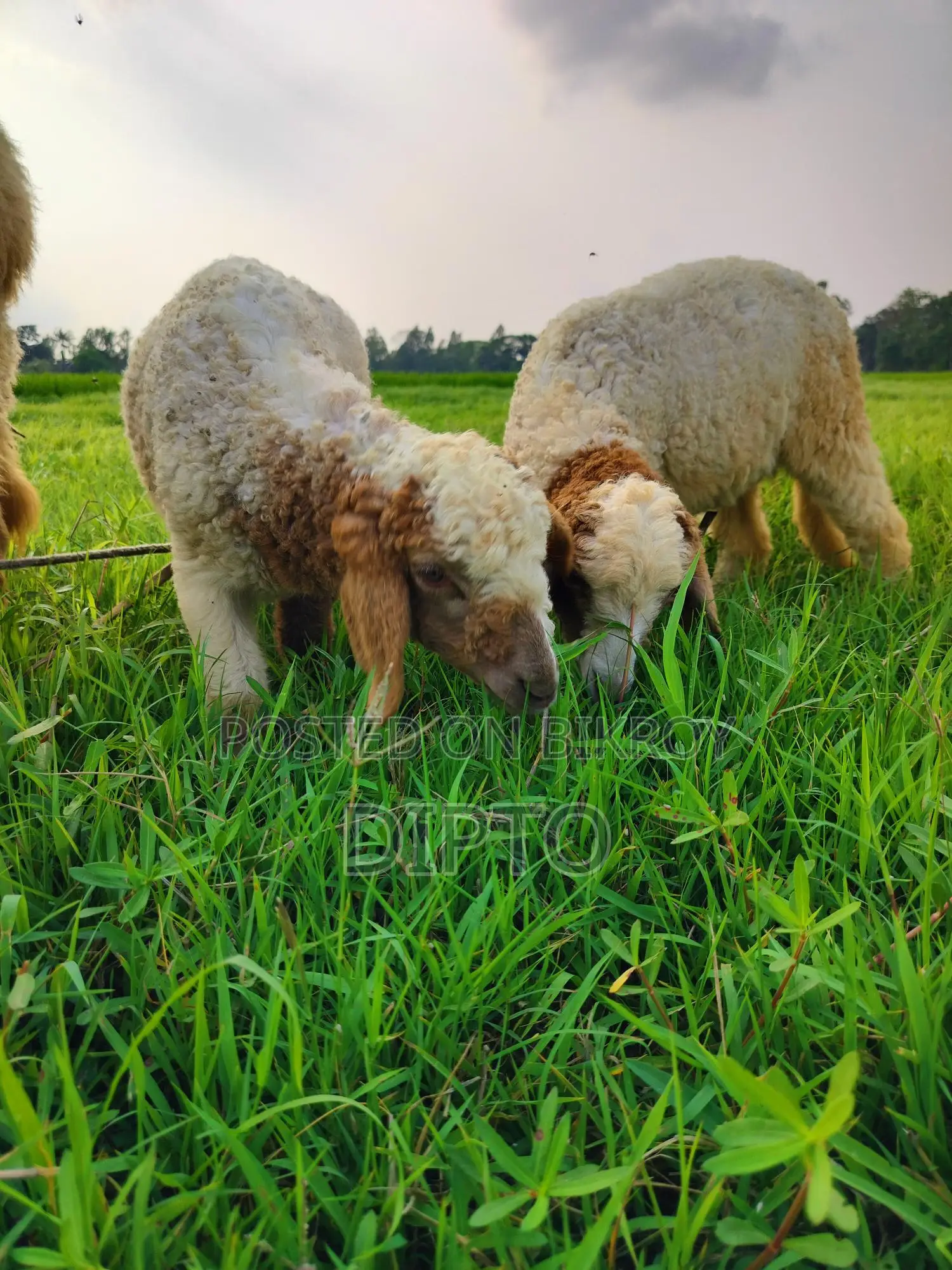 Sheep Lambs