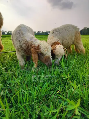 Sheep Lambs