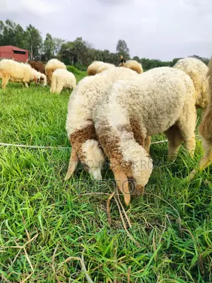 Sheep Lambs
