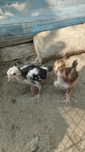 সরালি বাচ্চা