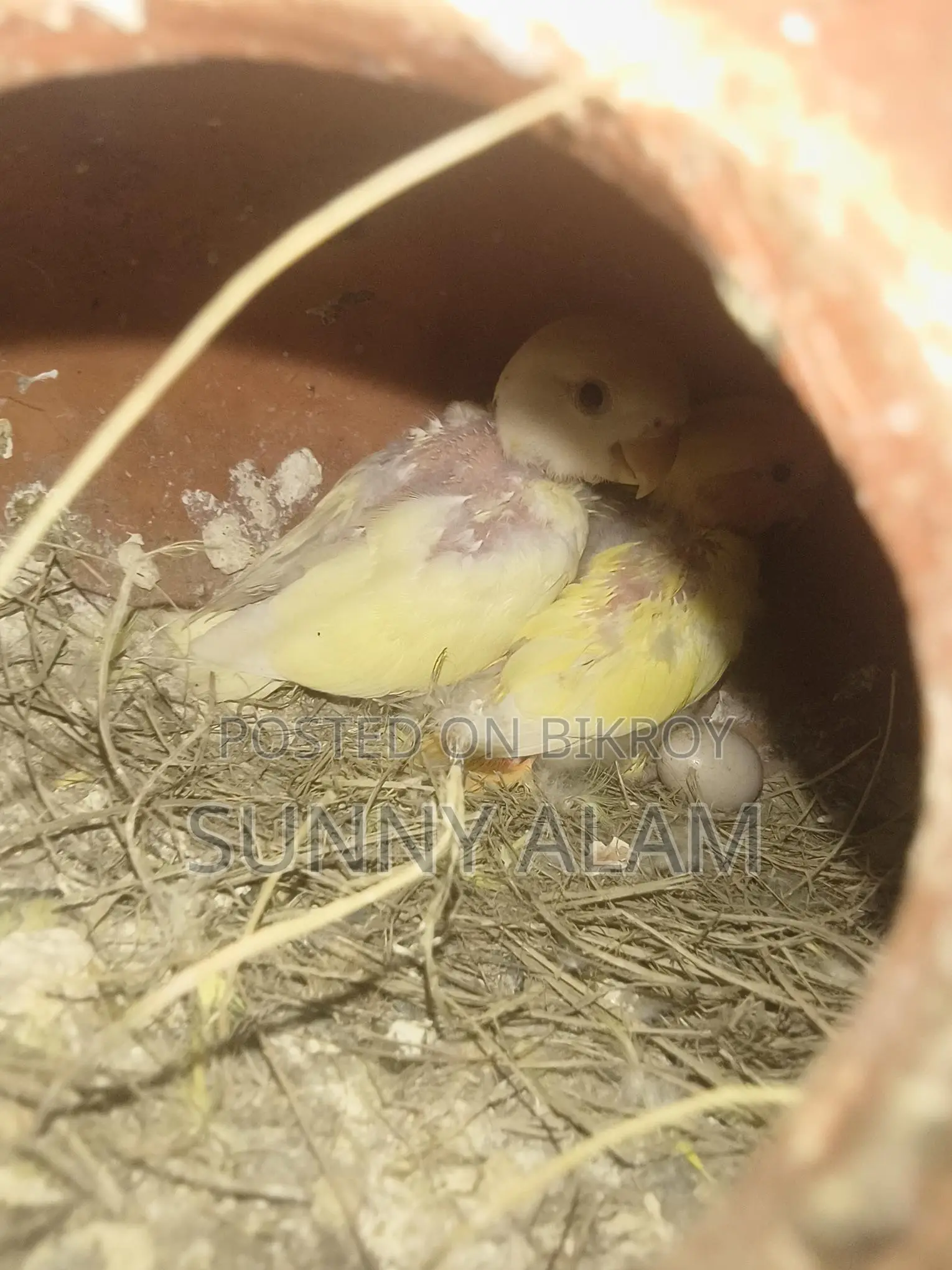 Love Bird