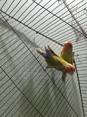 Lovebird