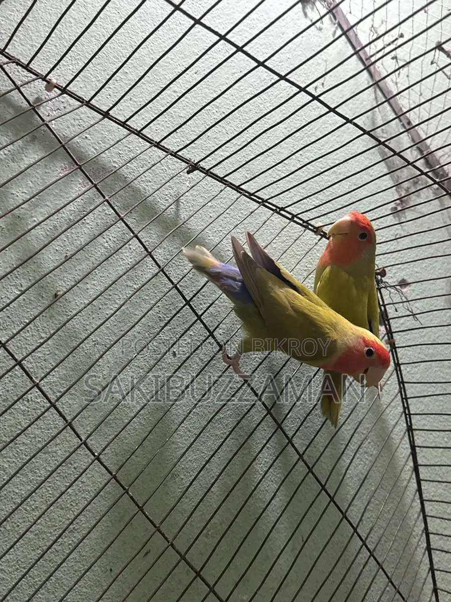 Lovebird