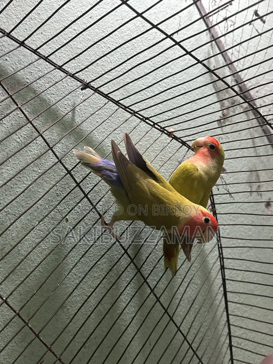 Lovebird